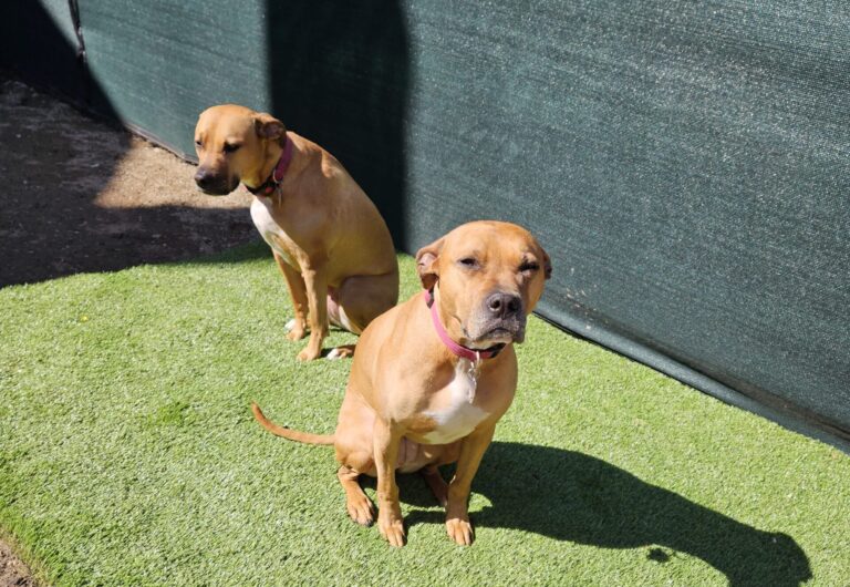 dogs sunbathing