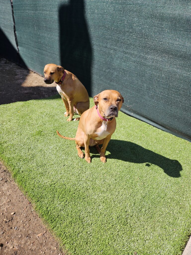 dogs sunbathing