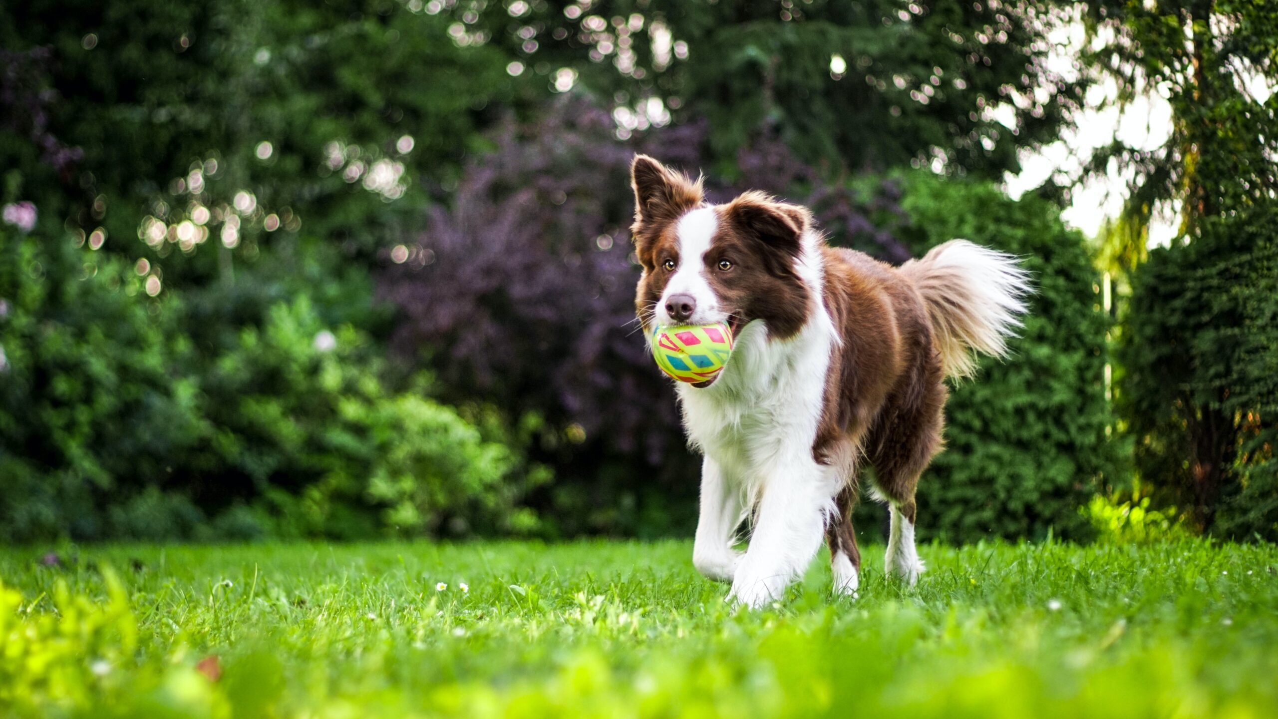 Dog Boarding in NYC: Ensuring Your Pup's Comfort, Safety, and Happiness